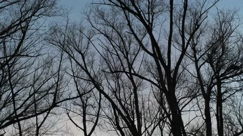 Winter trees - Drone camera moves up to see lake and mountains Stock Footage 138272516