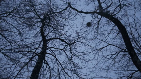 Winter trees in the evening park. Shooting video in the evening Video stock 154383090