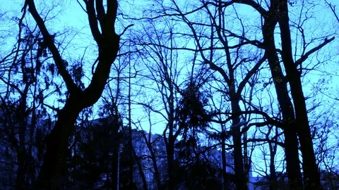 Winter Trees In Fast Motion Stock Footage 116321649