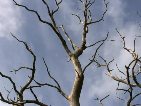 Winter Trees Stock Footage 490444