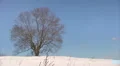 Winter trees HD Footage
