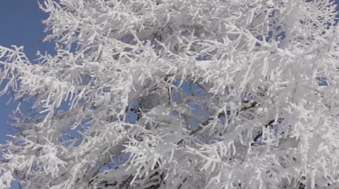 Winter trees Stock Footage 2044189