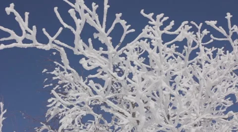 Winter trees Stock Footage 2046200