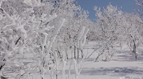 Winter trees Stock Footage 2048704