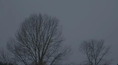 Winter trees Video stock 10754072