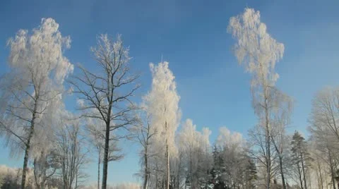 Winter trees. Stockbeeldmateriaal 12756631