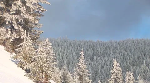 Winter Trees Stock Footage 44781485