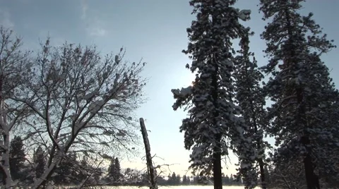 Winter Trees Stock Footage 44781558