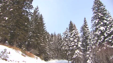Winter Trees Stock Footage 44781688