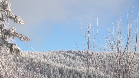 Winter Trees Stock Footage 44781705