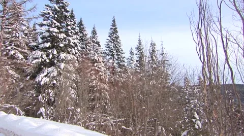 Winter Trees Stock Footage 44781780