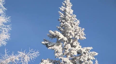 Winter Trees Stock Footage 44781797