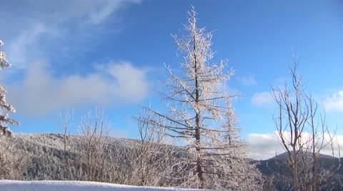 Winter Trees Stock Footage 44781808