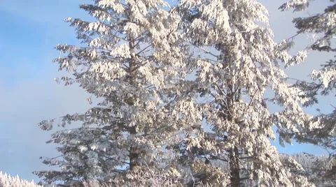 Winter Trees Stock Footage 44781867