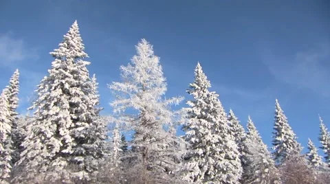 Winter Trees Stock Footage 44781874