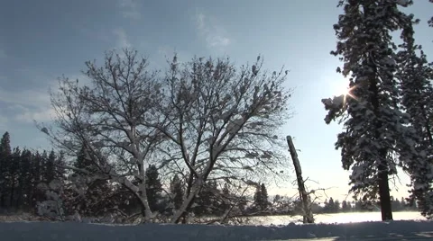 Winter Trees Stock Footage 44781898