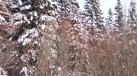 Winter Trees Stock Footage 44781999