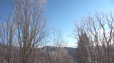 Winter Trees Stock Footage 44782103