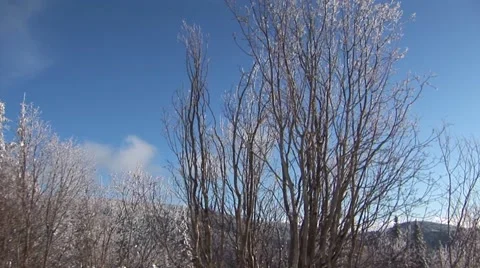Winter Trees Stock Footage 44782133