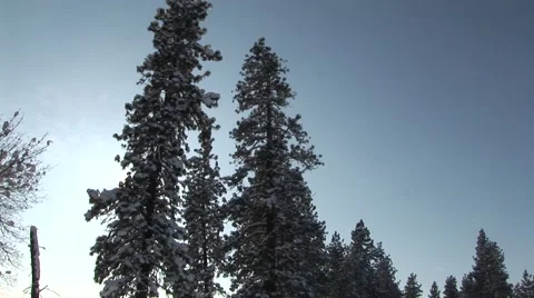 Winter Trees Stock-Footage 44782146