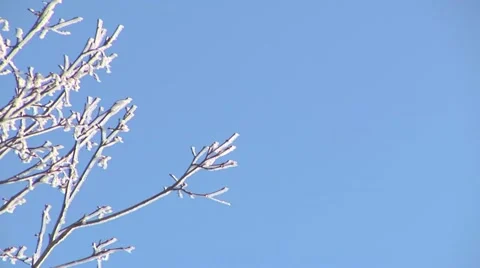 Winter Trees Stock Footage 44782216