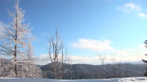 Winter Trees Stock Footage 44782385
