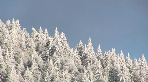 Winter Trees Stock Footage 44782414