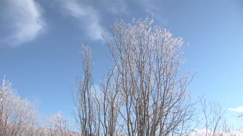Winter Trees Stock Footage 44782429
