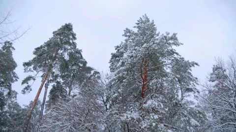 Winter trees Stock Footage 46968504