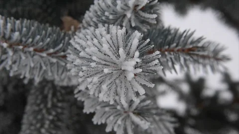 Winter Trees Stock Footage 100735931