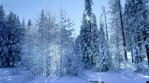 Winter Trees Stock Footage 102800432
