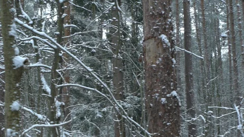 Winter trees Stock Footage 122505404
