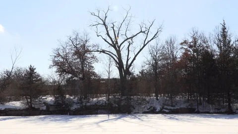 Winter Trees Video stock 124675007