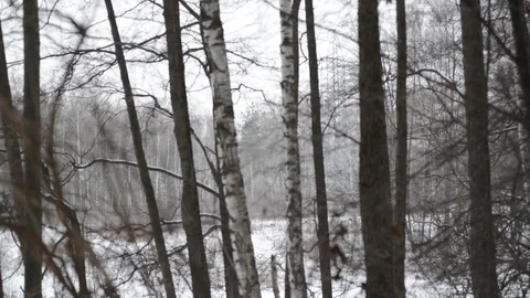 Winter trees Video stock 126419069