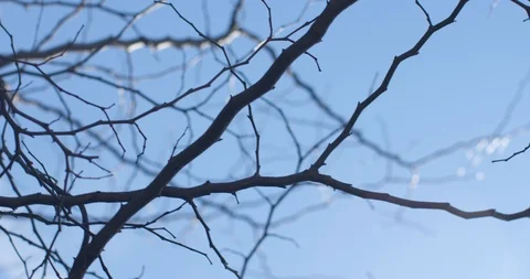 Winter trees Stock Footage 127133395