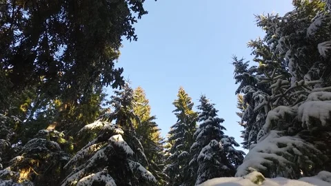 Winter trees Stock Footage 143836893