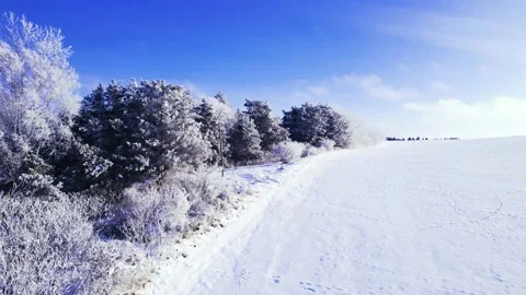 Winter Trees Video stock 230112604