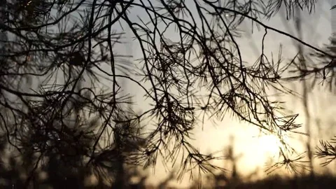 Winter trees in the forest Stock Footage 69097428