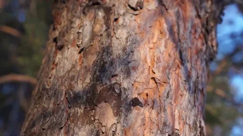 Winter trees in the forest Stock Footage 69097431