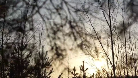 Winter trees in the forest Stock Footage 69097434