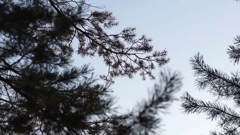 Winter trees in the forest Stock Footage 69097438