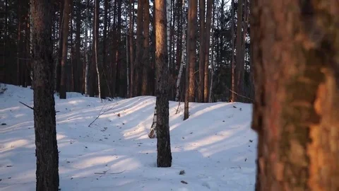 Winter trees in the forest Stock Footage 69097442