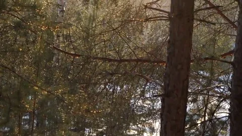 Winter trees in the forest Stock Footage 69097446