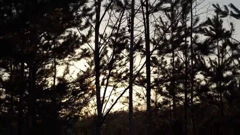 Winter trees in the forest Stock Footage 69097462