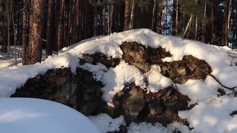 Winter trees in the forest Stock Footage 69097471