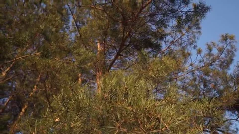 Winter trees in the forest Stock Footage 69097484