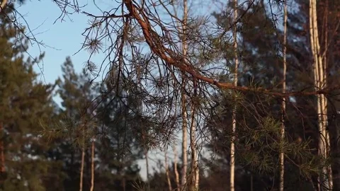 Winter trees in the forest Stock Footage 69097490