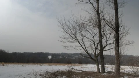 Winter trees framed right snow covered field and horizon 動画素材 104313596