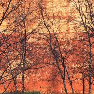 Winter trees in front of brick wall Stock Photos