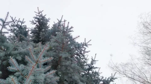 Winter Trees With Frost on Branches in Quiet Snow-Covered Landscape During Early Stock Footage 323803420
